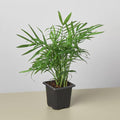Parlor Palm Indoor Plants 3" Pot / Nursery Pot Austin Jungle Co.