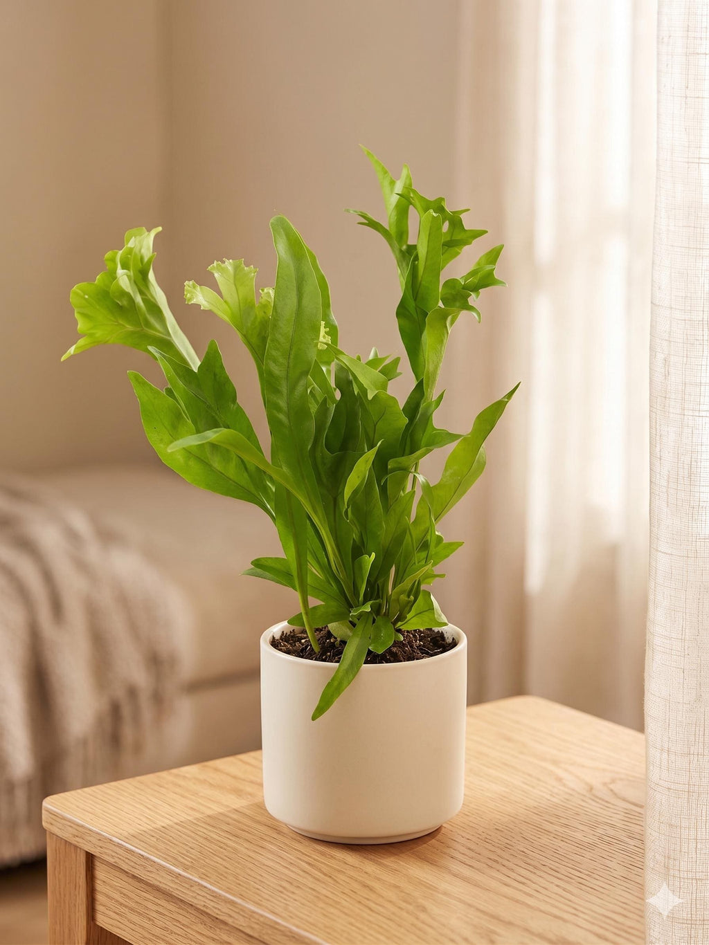 Fern 'Green Flame' Indoor Plants 4" Pot Austin Jungle Co.