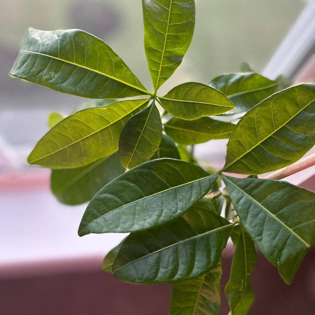 Money Tree 'Guiana Chestnut' Pachira Braid Indoor Plants 3" Pot / Nursery Pot Austin Jungle Co.