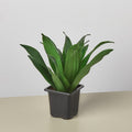 Dracaena 'Janet Craig' Indoor Plants 3" Pot Austin Jungle Co.
