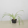 Spider Plant Reverse Default 3" Pot / Nursery Pot Austin Jungle Co.