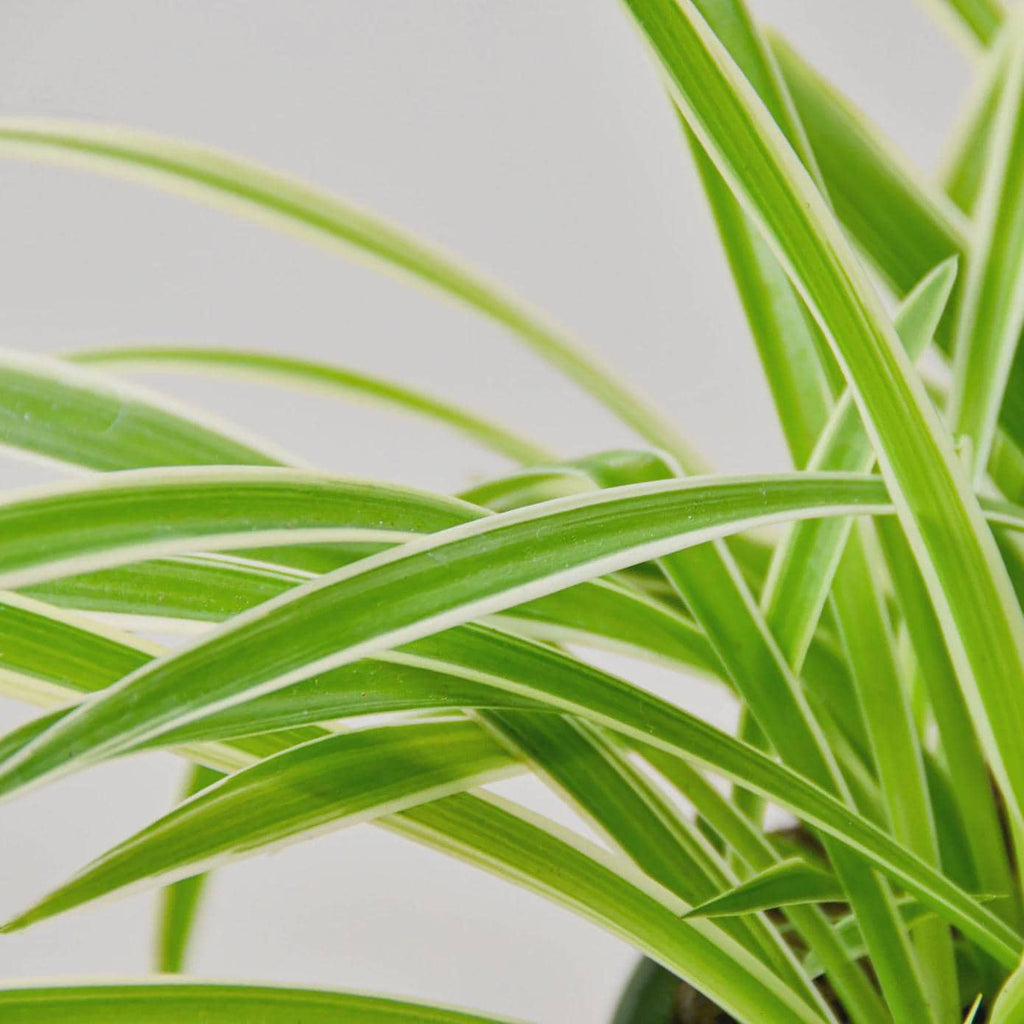 Spider Plant Reverse Default 3" Pot / Nursery Pot Austin Jungle Co.