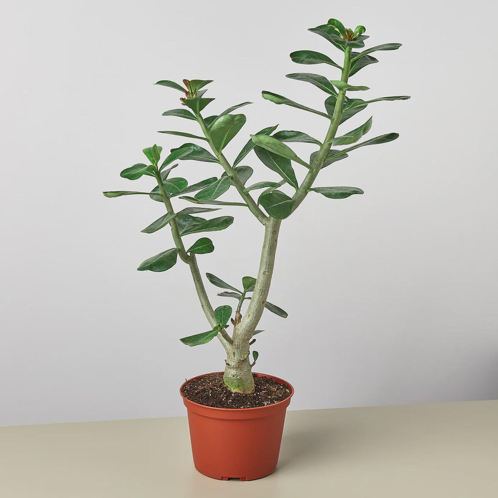 Succulent Adenium Obesum 'Desert Rose' Succulent 4" Pot Austin Jungle Co.
