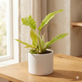Philodendron 'Golden Crocodile' Indoor Plants 4" Pot Austin Jungle Co.