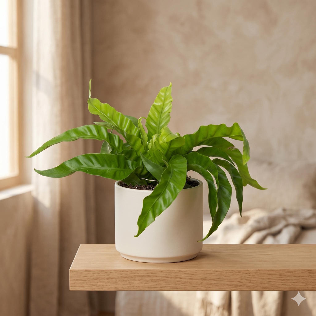 Fern 'Bird's Nest Hurricane' Indoor Plants 2" Pot / Nursery Pot Austin Jungle Co.