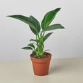 Philodendron 'Congo Green' 6" Plant 4" Pot Austin Jungle Co.