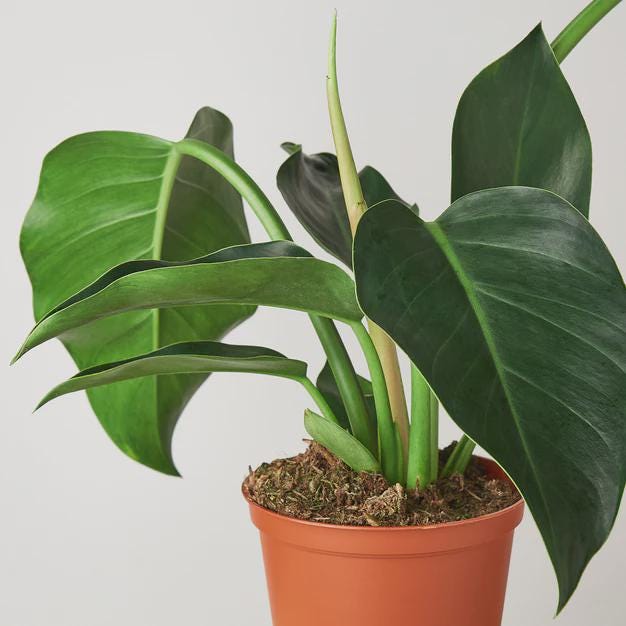 Philodendron 'Congo Green' 6" Plant 4" Pot Austin Jungle Co.