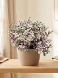 Tradescantia Callisia 'Pink Panther' Default 2" Pot Austin Jungle Co.