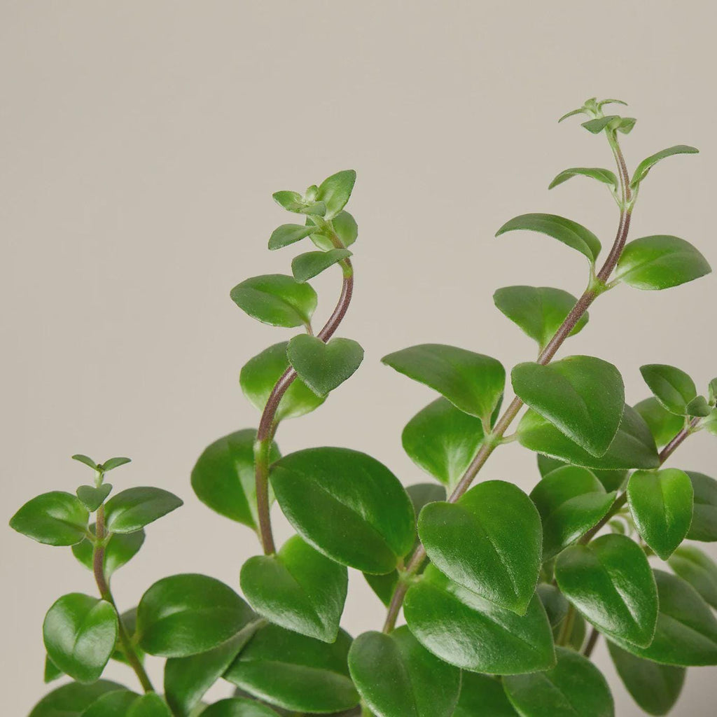 Lipstick Plant 4" Plant 3" Pot Austin Jungle Co.
