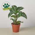 Zebra 'Aphelandra' Indoor Plants 4" Pot Austin Jungle Co.