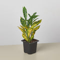 Croton 'Gold Dust' Indoor Plants 3" Pot Austin Jungle Co.