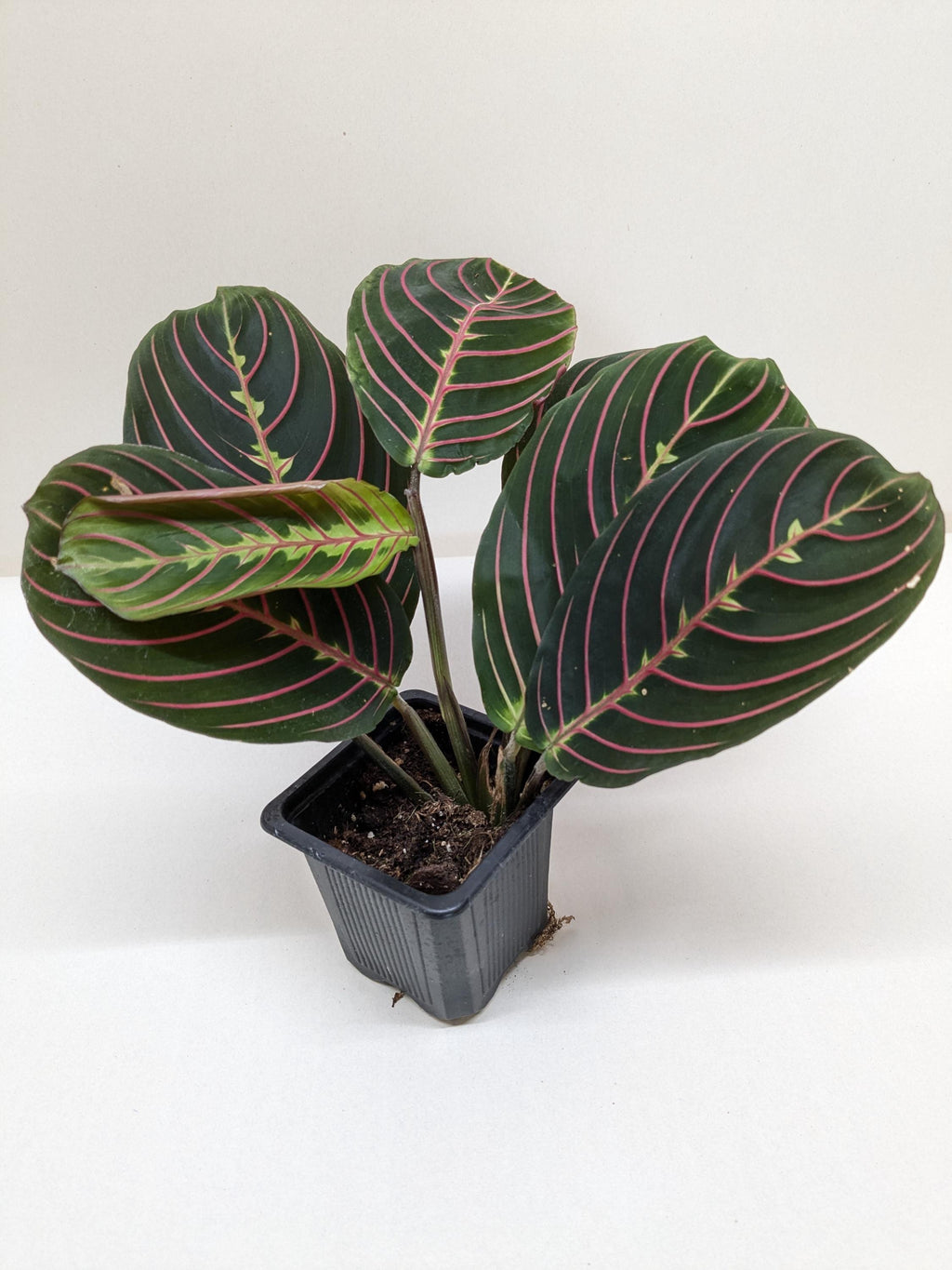 Maranta Red Prayer Plant Indoor Plants 3" Pot / Nursery Pot Austin Jungle Co.