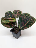 Maranta Red Prayer Plant Indoor Plants 3" Pot / Nursery Pot Austin Jungle Co.