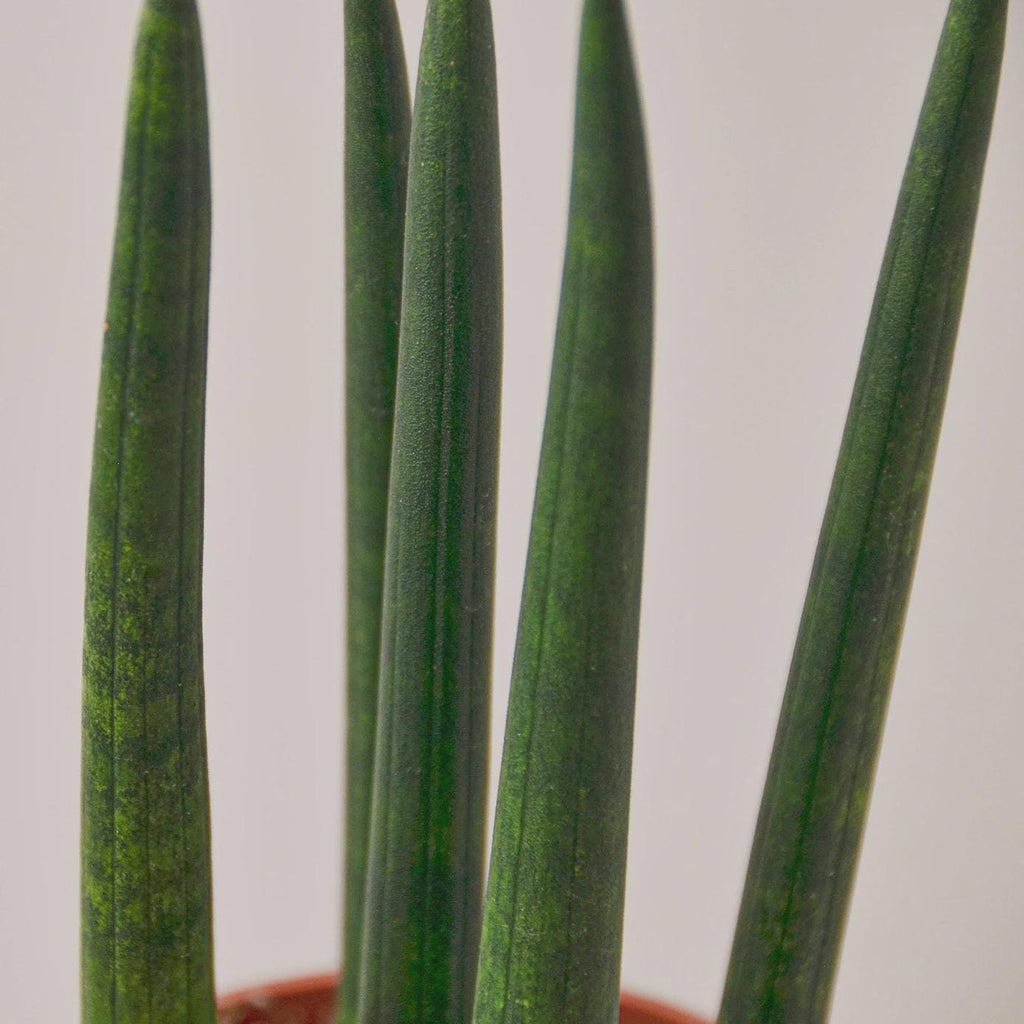 Snake Plant Cylindrica 4" Plant 3" Pot Austin Jungle Co.