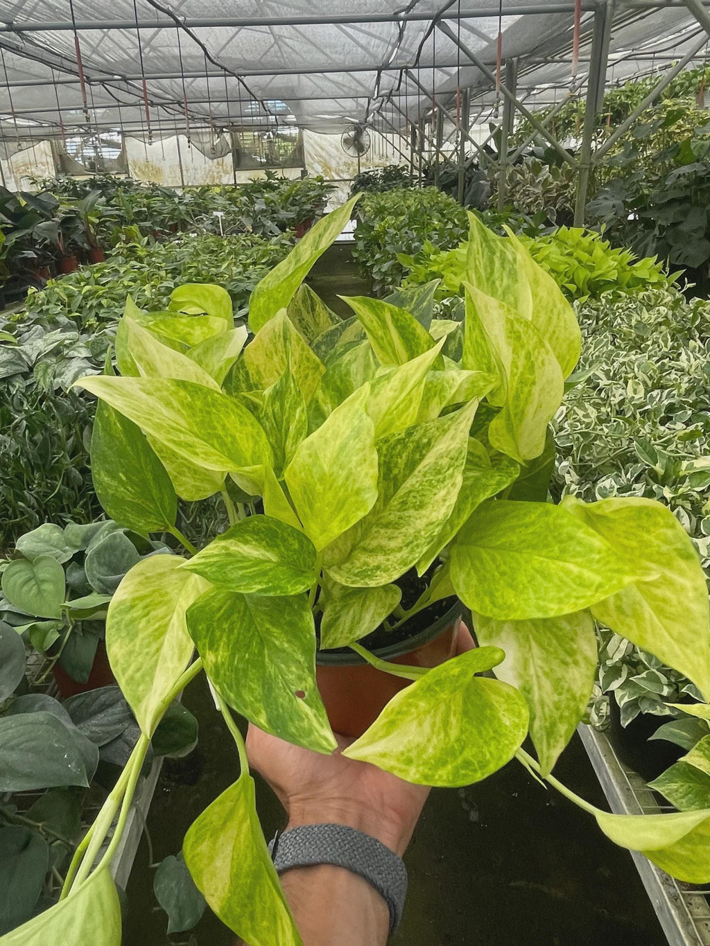 Pothos 'Neon Queen' Indoor Plants 4" Pot Austin Jungle Co.