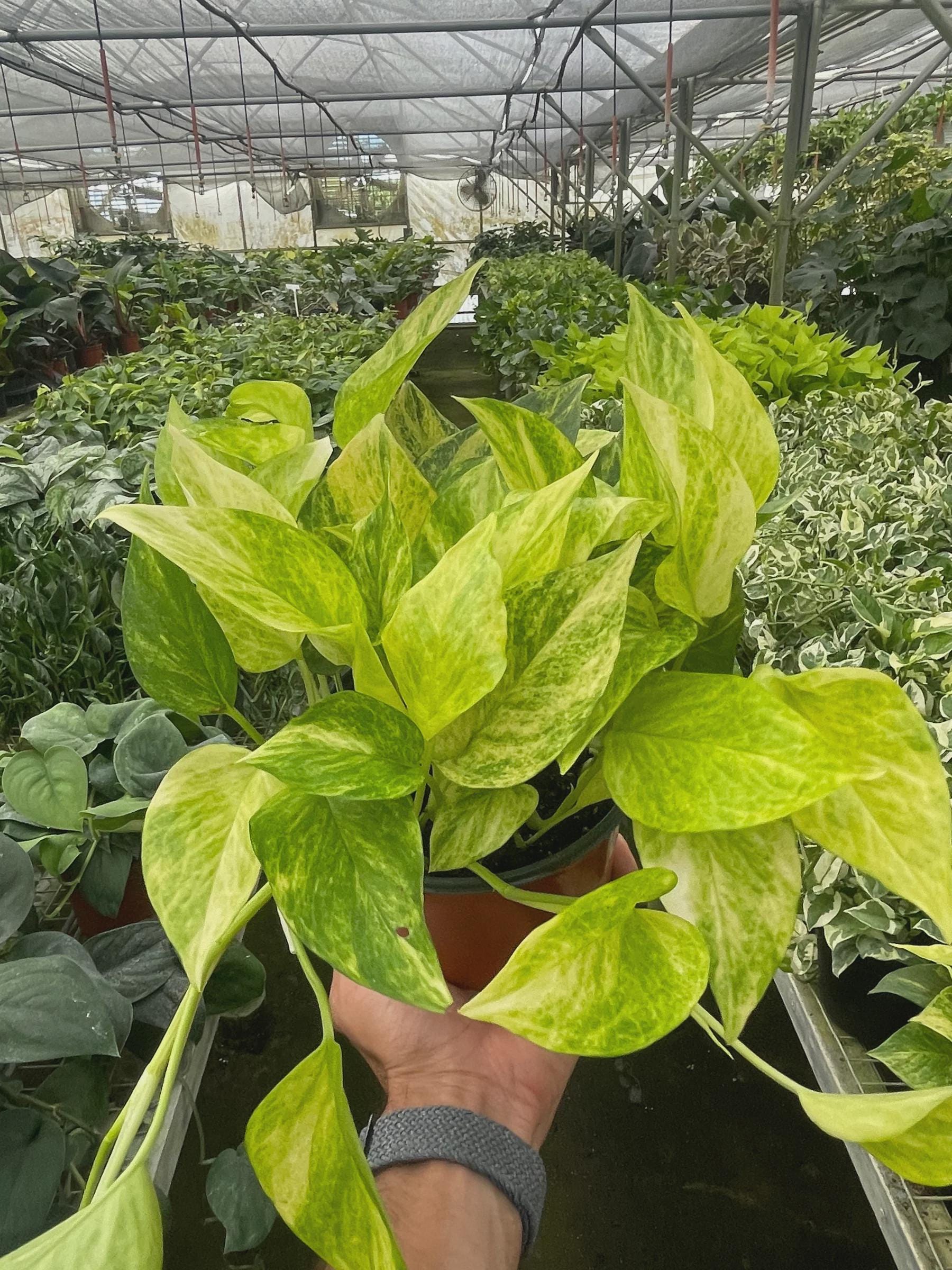 Pothos 'Neon Queen' Indoor Plants 4" Pot Austin Jungle Co.
