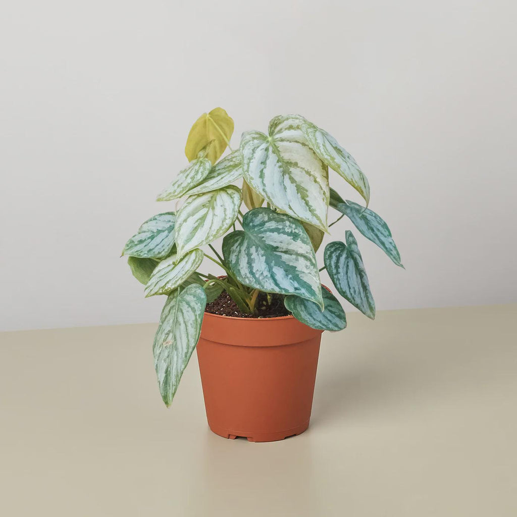 Philodendron 'Brandtianum' Indoor Plants 4" Pot Austin Jungle Co.