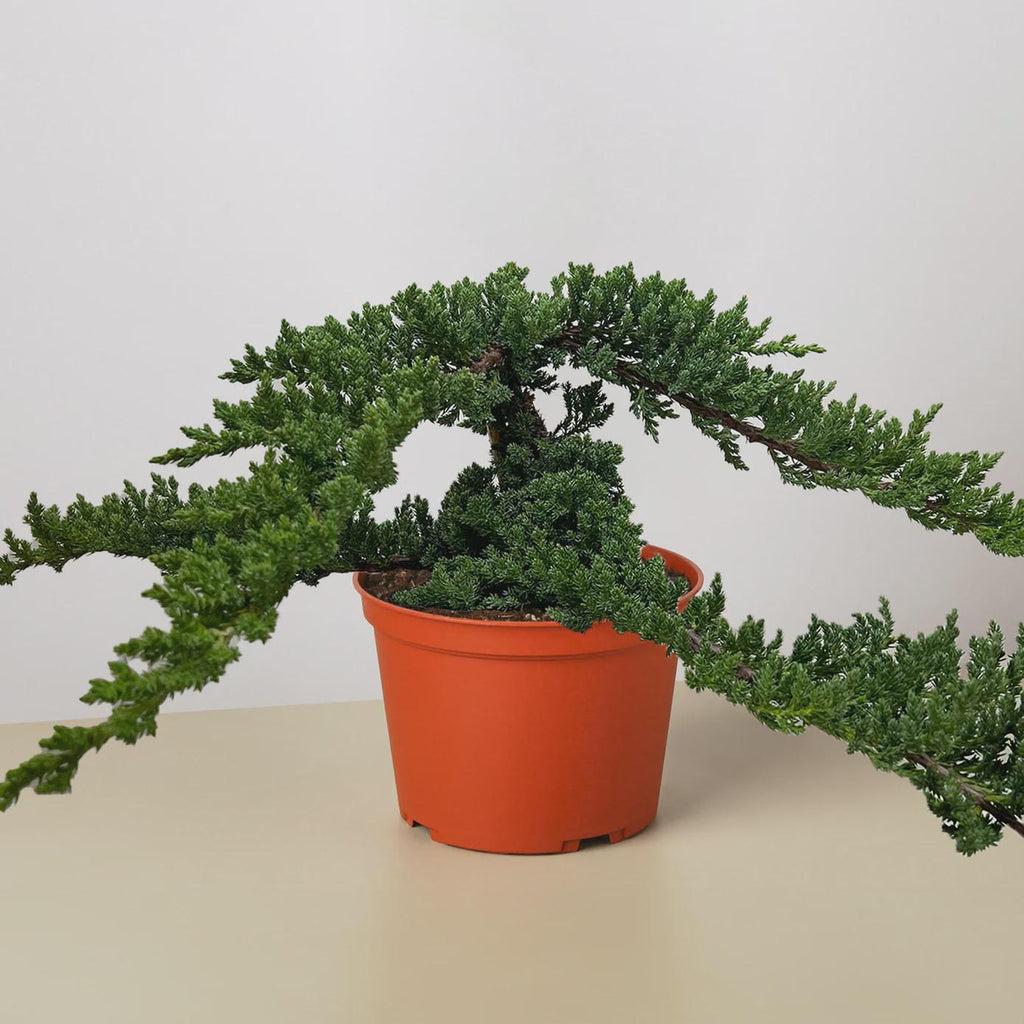 Bonsai Juniper 4" Pot Austin Jungle Co.