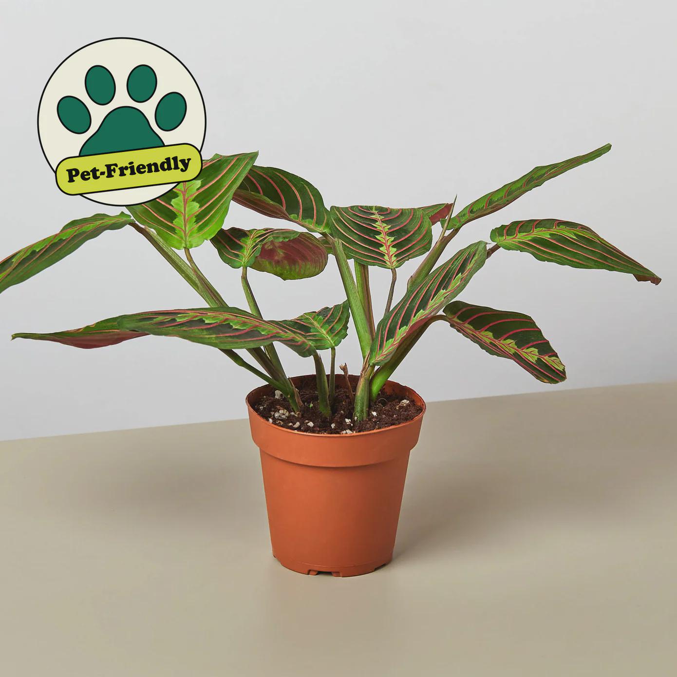 Maranta Red Prayer Plant Indoor Plants 4" Pot / Nursery Pot Austin Jungle Co.