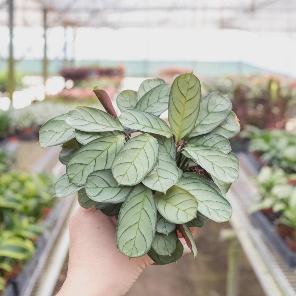 Ctenanthe burle-marxii 'Amagris' Indoor Plants 4" Pot Austin Jungle Co.