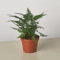 'Korean Rock' Fern Indoor Plants 4" Pot Austin Jungle Co.