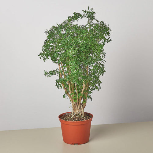 Aralia Ming Stump Plant Default 4" Pot Austin Jungle Co.