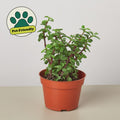 Succulent 'Elephant Bush' Succulent 4" Pot Austin Jungle Co.