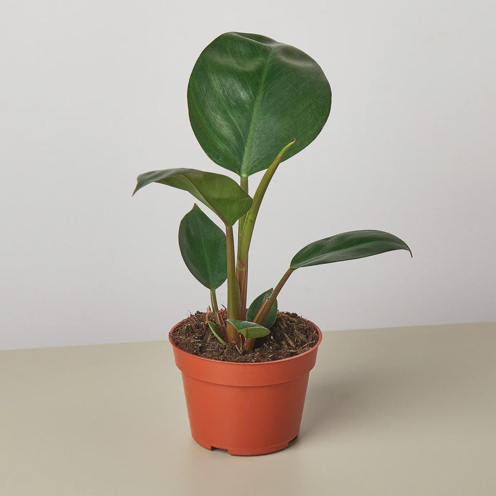 Philodendron 'Congo Rojo' 6" Plant 4" Pot Austin Jungle Co.