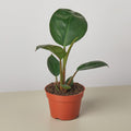 Philodendron 'Congo Rojo' 6" Plant 4" Pot Austin Jungle Co.