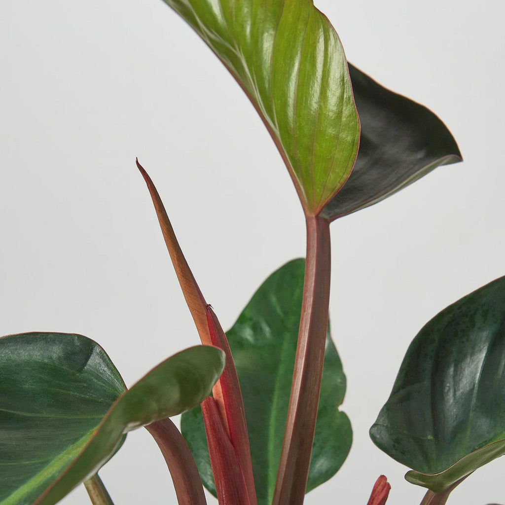 Philodendron 'Congo Rojo' 6" Plant 4" Pot Austin Jungle Co.