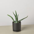 Aloe Vera Aloe 3" Pot / Nursery Pot Austin Jungle Co.