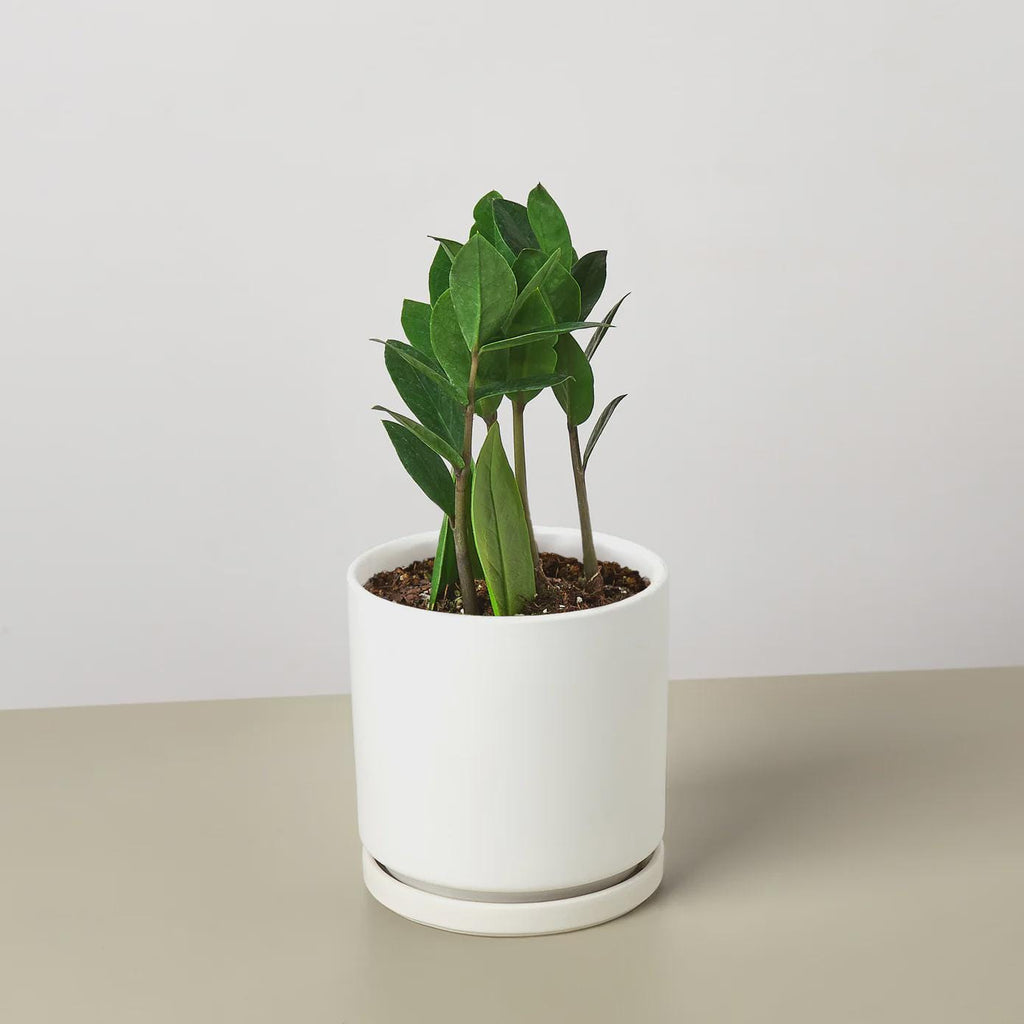 Zamioculcas Zamiifolia ZZ Indoor Plants 3" Pot / Nursery Pot Austin Jungle Co.