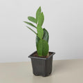 Zamioculcas Zamiifolia ZZ Indoor Plants 3" Pot / Nursery Pot Austin Jungle Co.