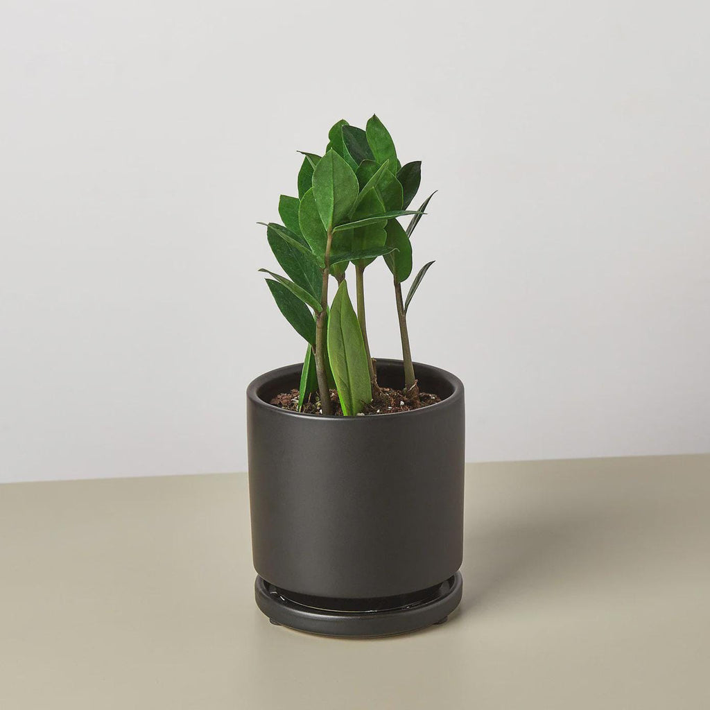 Zamioculcas Zamiifolia ZZ Indoor Plants 3" Pot / Nursery Pot Austin Jungle Co.
