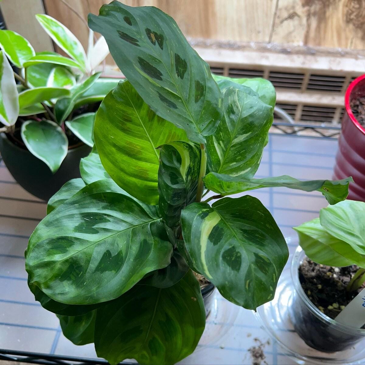 Maranta Variegated 'Beauty Kim' Default 4" Pot Austin Jungle Co.
