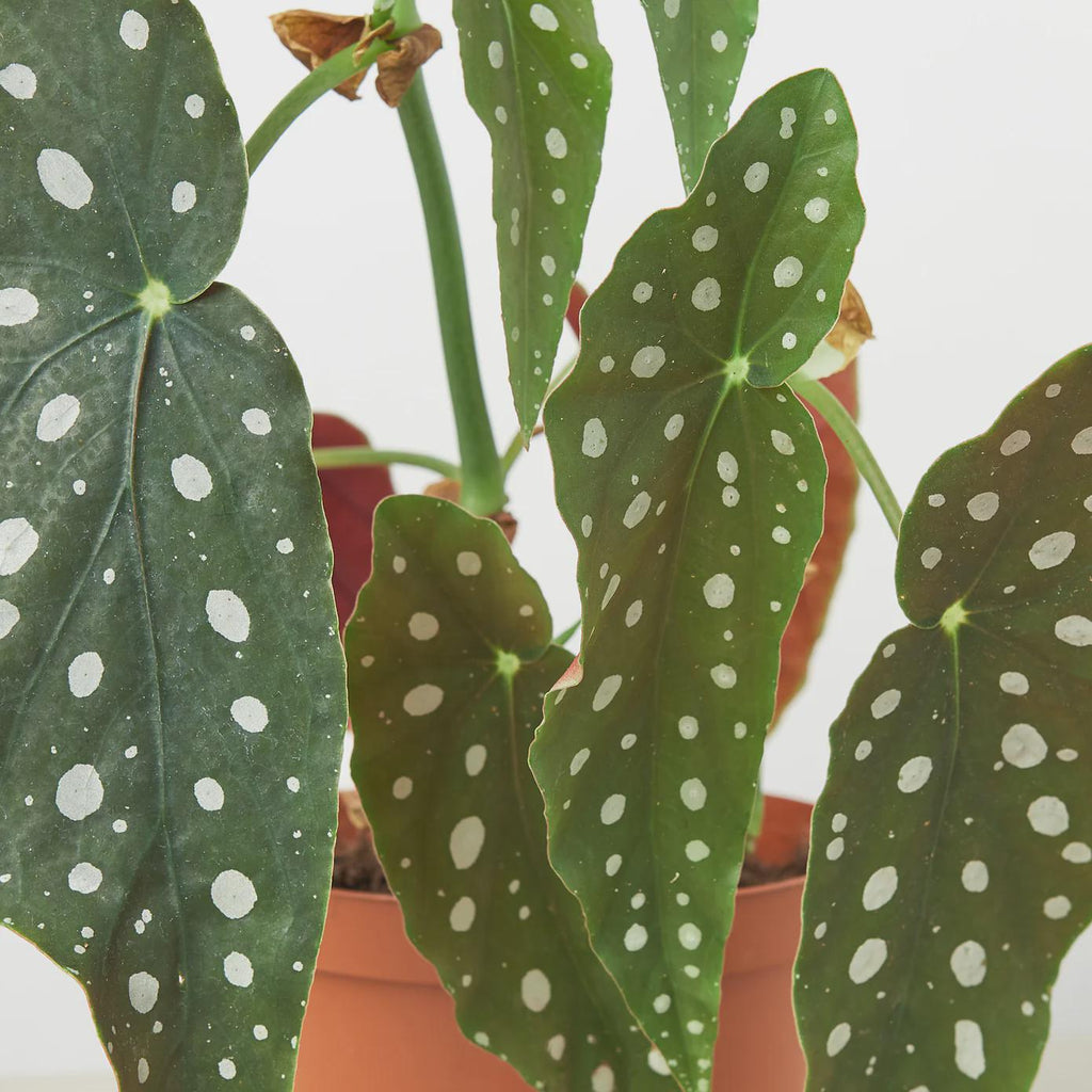 Begonia 'Maculata' 4" Plant (1pk/$2) ($6 Ship/15oz) 4" Pot Austin Jungle Co.