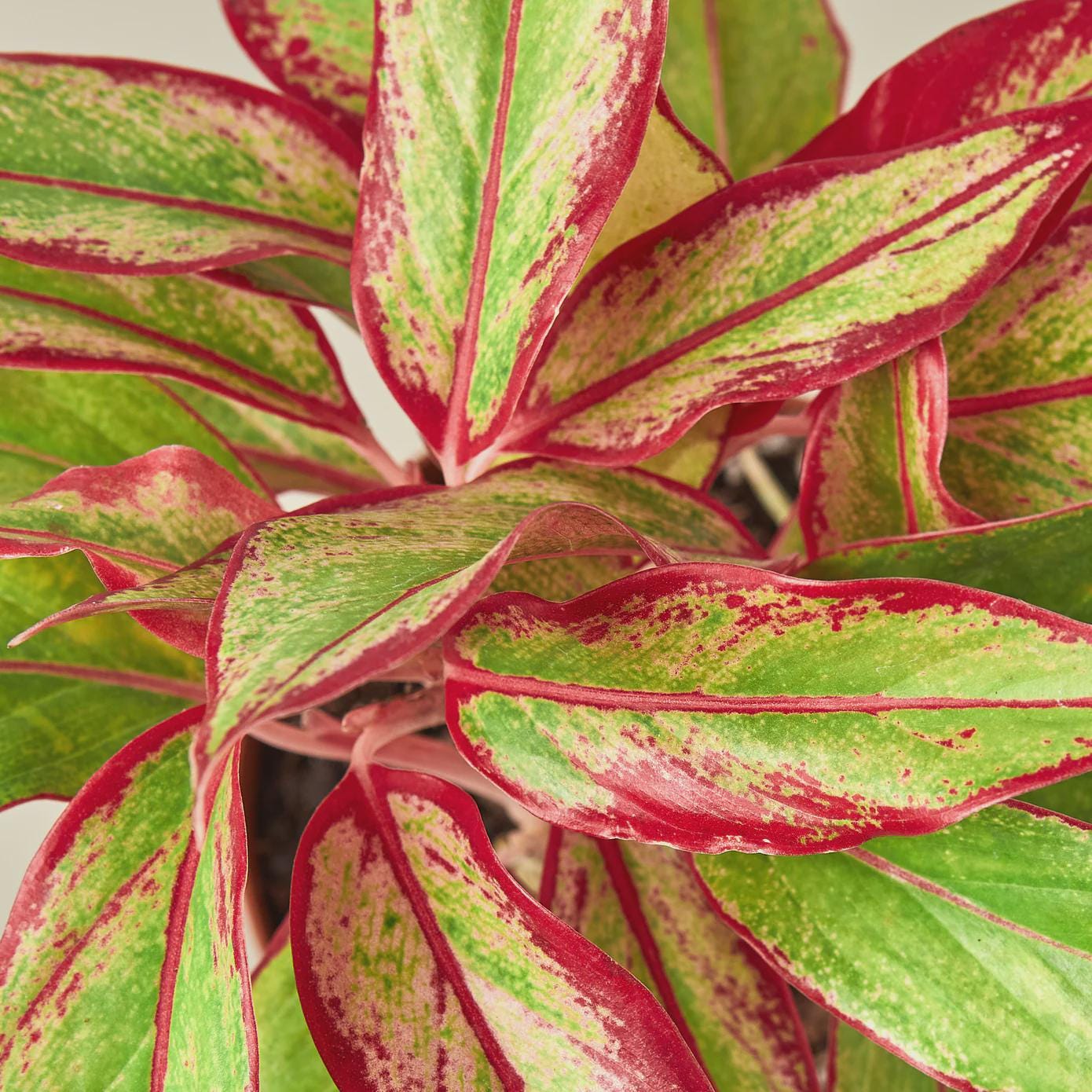 Chinese Evergreen 'Red Siam' Indoor Plants 4" Pot Austin Jungle Co.