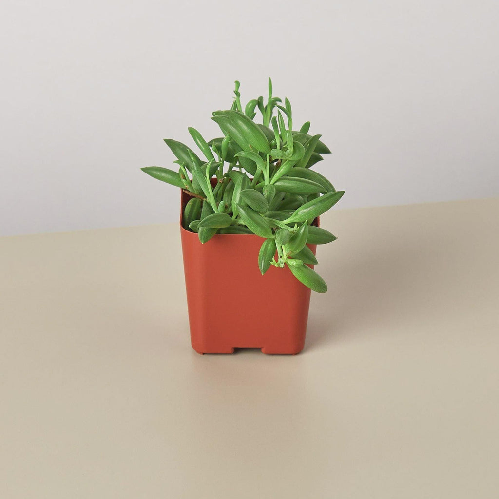 Succulent 'String of Bananas' Succulent 4" Pot Austin Jungle Co.