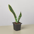 Snake Plant Laurentii 4" Plant 3" Pot / Nursery Pot Austin Jungle Co.