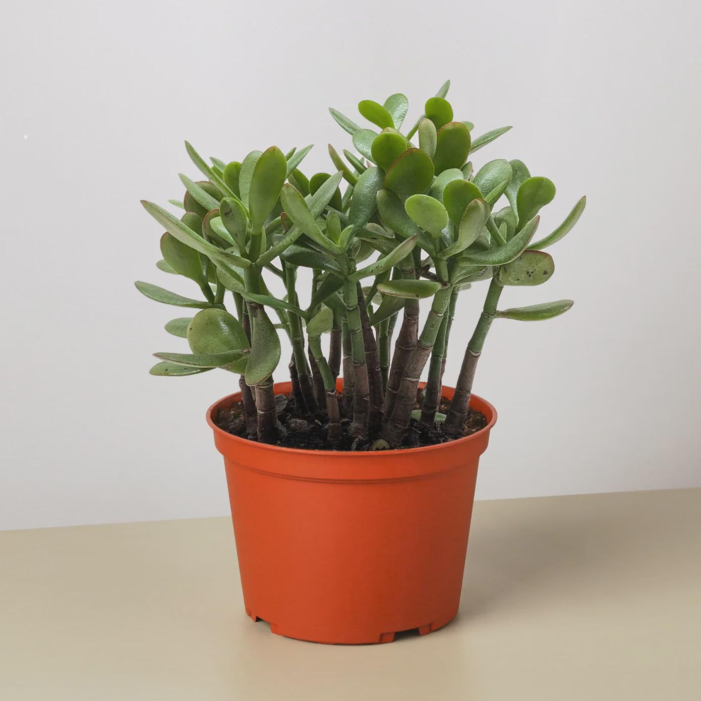 Succulent Crassula 'Jade'