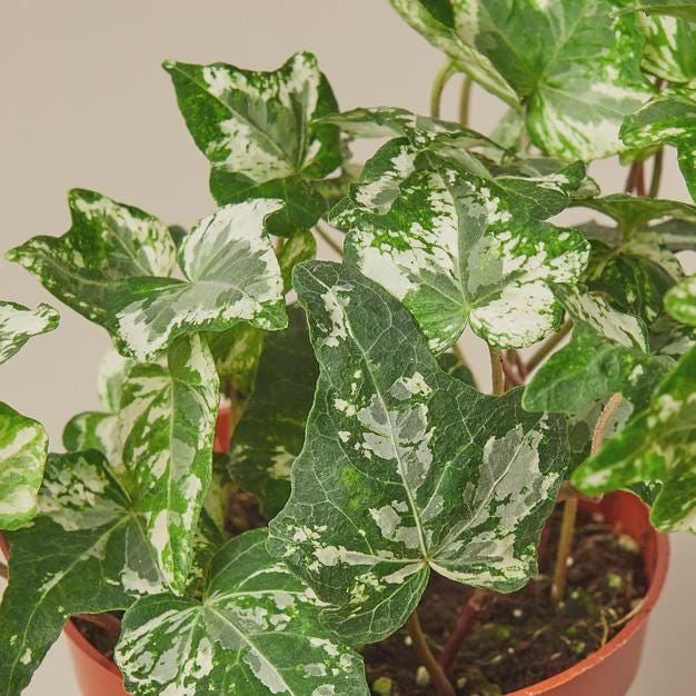 English Ivy 'Kolibre' Default 4" Pot Austin Jungle Co.
