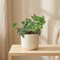 English Ivy 'Kolibre' Default 4" Pot Austin Jungle Co.