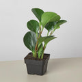 Peperomia Thailand Indoor Plants 3" Pot Austin Jungle Co.