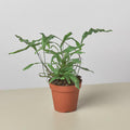 Fern 'Kangaroo Paw' 6" Plant 4" Pot Austin Jungle Co.