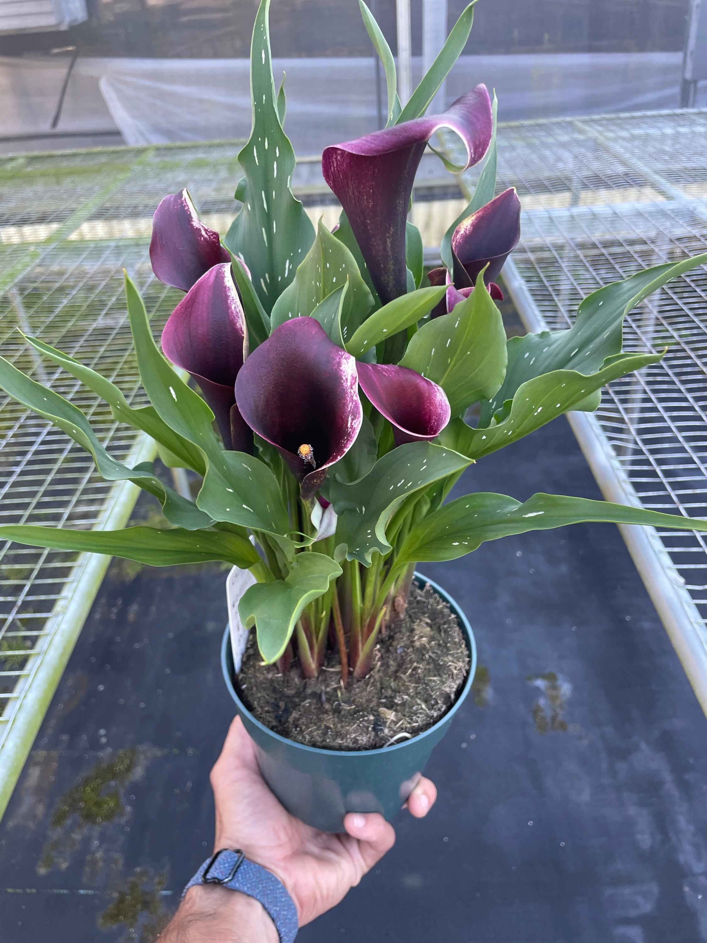 Calla Lily 6" Plant (2pk/$4.5) ($15 Ship/63oz) 4" Pot / Pink Austin Jungle Co.