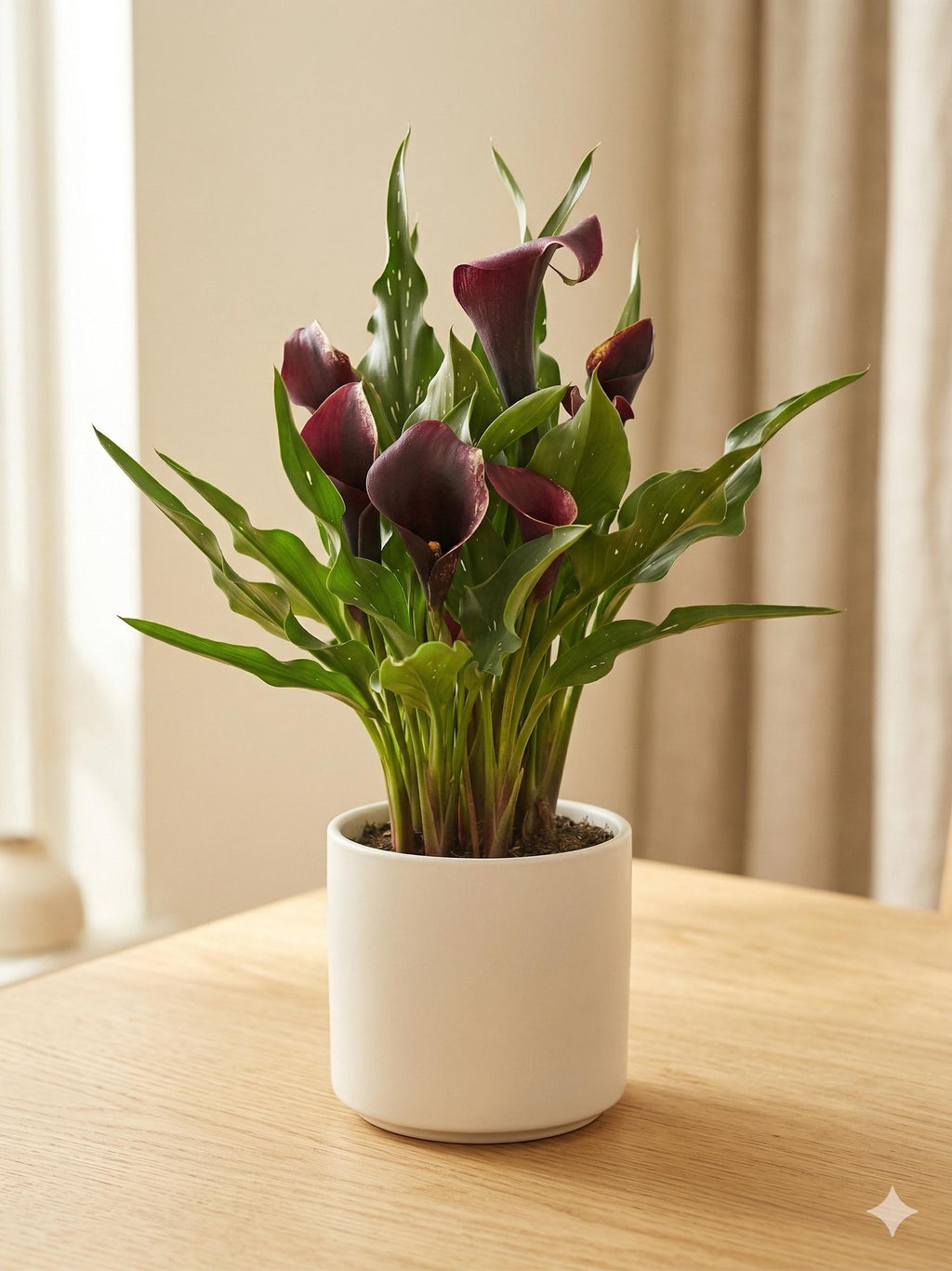 Calla Lily 6" Plant (2pk/$4.5) ($15 Ship/63oz) 4" Pot / Pink Austin Jungle Co.