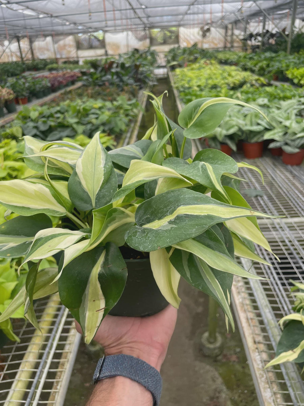 Philodendron 'Silver Stripe' Indoor Plants 4" Pot Austin Jungle Co.