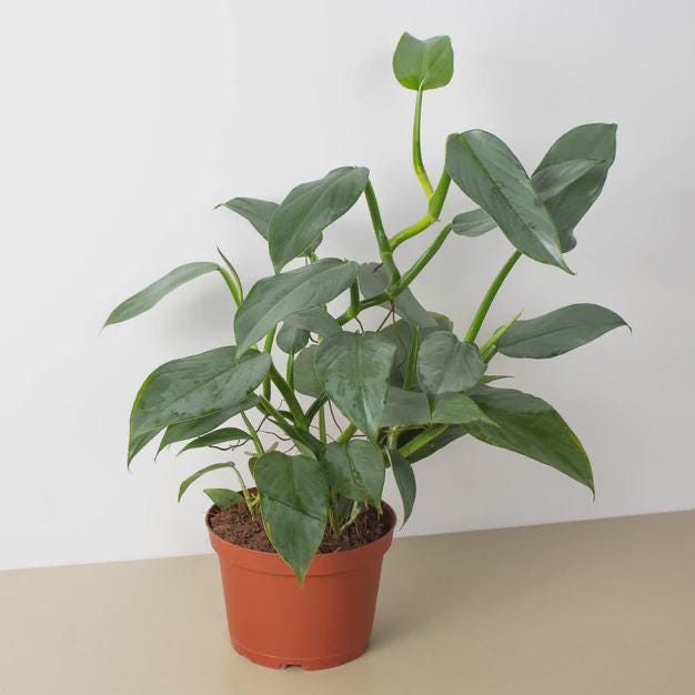 Philodendron 'Silver Sword' Indoor Plants 4" Pot Austin Jungle Co.