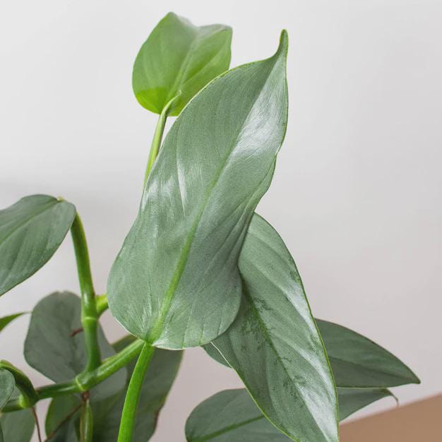 Philodendron 'Silver Sword' Indoor Plants 4" Pot Austin Jungle Co.