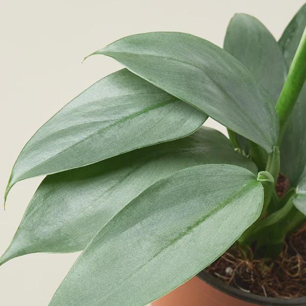 Philodendron 'Silver Sword' Indoor Plants 4" Pot Austin Jungle Co.
